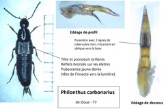 Philonthus carbonarius