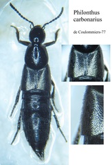 Philonthus carbonarius