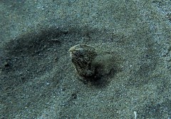 Callechelys marmorata