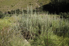 Artemisia afra
