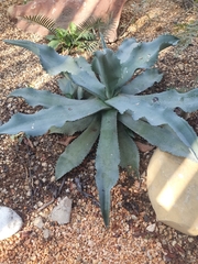 Agave pablocarrilloi