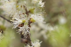 Melaleuca acuminata acuminata