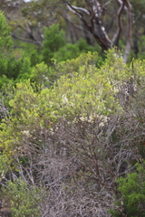 Melaleuca acuminata acuminata
