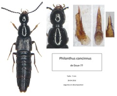 Philonthus concinnus