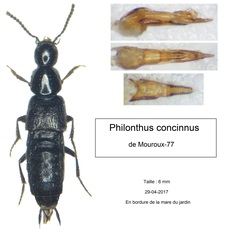 Philonthus concinnus