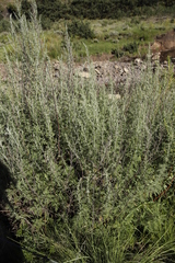 Artemisia afra