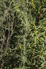Artemisia afra