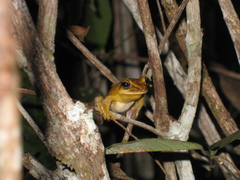 Boana multifasciata