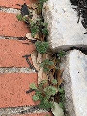 Lamium amplexicaule