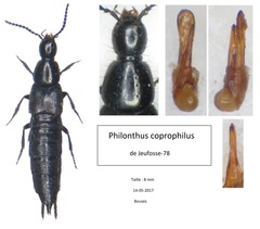 Philonthus coprophilus