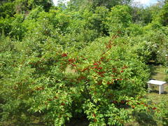 Elaeagnus multiflora