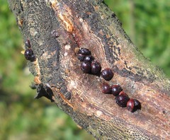 Sphaerolecanium prunastri