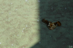 Apatura ilia