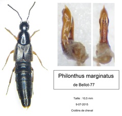 Philonthus marginatus