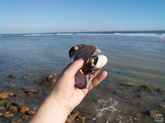 Mytilus galloprovincialis