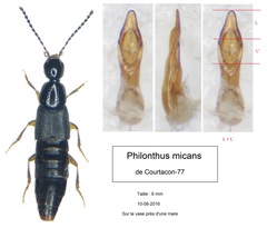 Philonthus micans