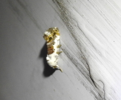 Acontiinae