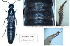 Philonthus politus