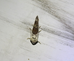 Acontiinae