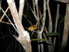 Boana multifasciata