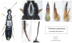 Philonthus quisquiliarius