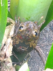 Trachycephalus nigromaculatus