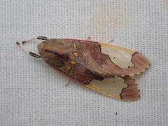 Bertholdia specularis