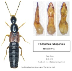 Philonthus rubripennis