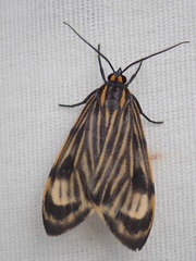 Eucereon costulata