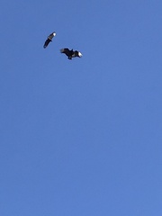 Coragyps atratus foetens