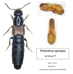 Philonthus spinipes