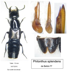 Philonthus splendens