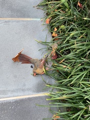 Cardinalis