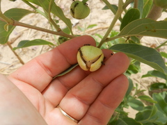 Annona senegalensis