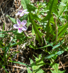Claytonia rosea