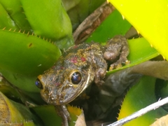 Trachycephalus nigromaculatus