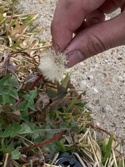 Taraxacum officinale