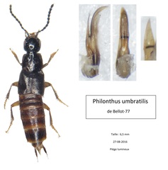Philonthus umbratilis