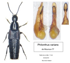 Philonthus varians