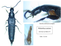 Philonthus varians