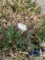 Taraxacum officinale