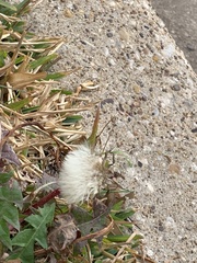 Taraxacum officinale