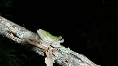 Hyla avivoca
