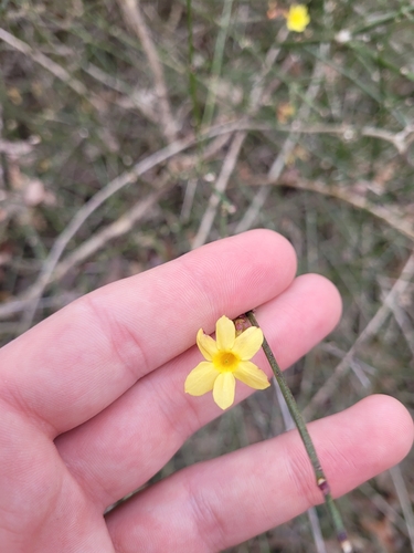 Jasminum nudiflorum