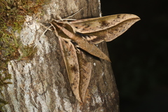 Xylophanes acrus