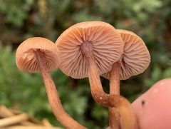 Laccaria trichodermophora