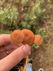 Laccaria trichodermophora