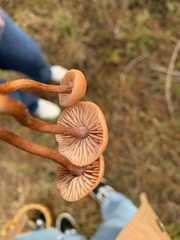 Laccaria trichodermophora