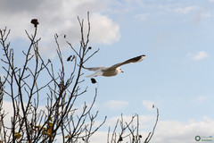 Chroicocephalus ridibundus