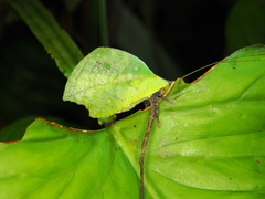 Typophyllum mortuifolium